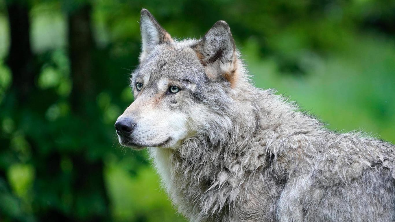 Wolf: Das verletzte Tier läuft nah an Gärten und Häusern vorbei (Symbolbild).