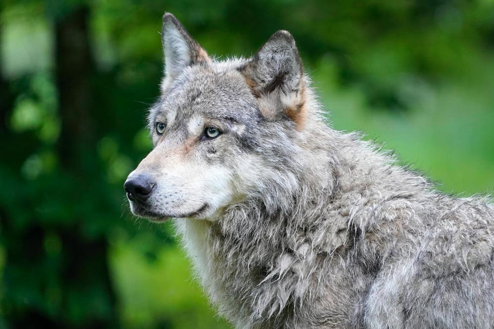 Wolf: Das verletzte Tier läuft nah an Gärten und Häusern vorbei (Symbolbild).