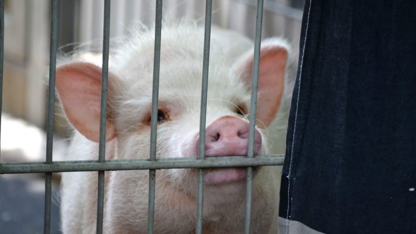 Auch dieses Schwein versorgt der Verein im Tierheim, einen neuen Besitzer hat es noch nicht.