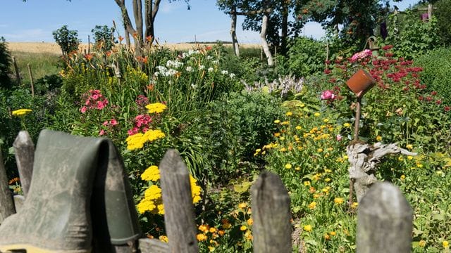 Wer sich nicht allzu viel um seinen Garten kümmern möchte oder kann, der setzt auf wildwachsende Blumen.