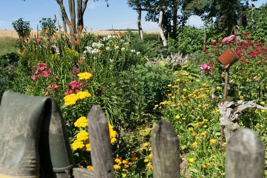 Wer sich nicht allzu viel um seinen Garten kümmern möchte oder kann, der setzt auf wildwachsende Blumen.