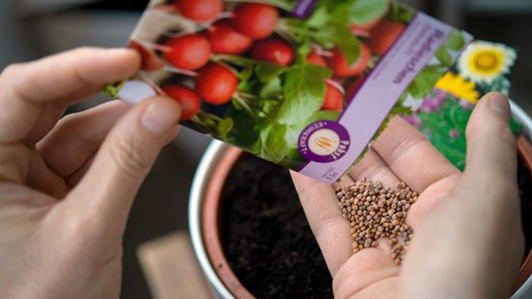 Garten bepflanzen Den Kauf von Saatgut planen
