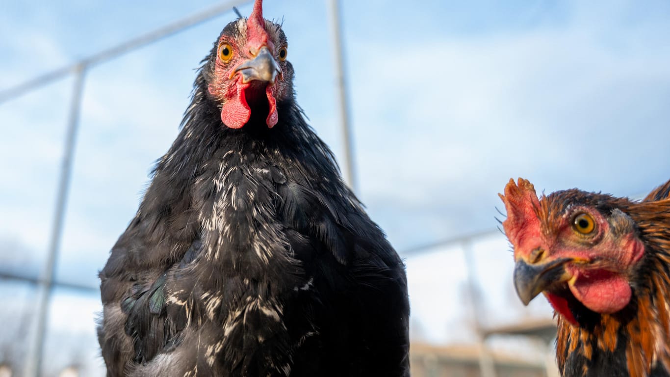 Hühner stehen in einem Gehege im Tierheim Berlin: Mitarbeiter vermuten, dass die Hühner aufgrund fehlender Freizeitangebote für Kinder oder zur Selbstversorgung gekauft wurden.
