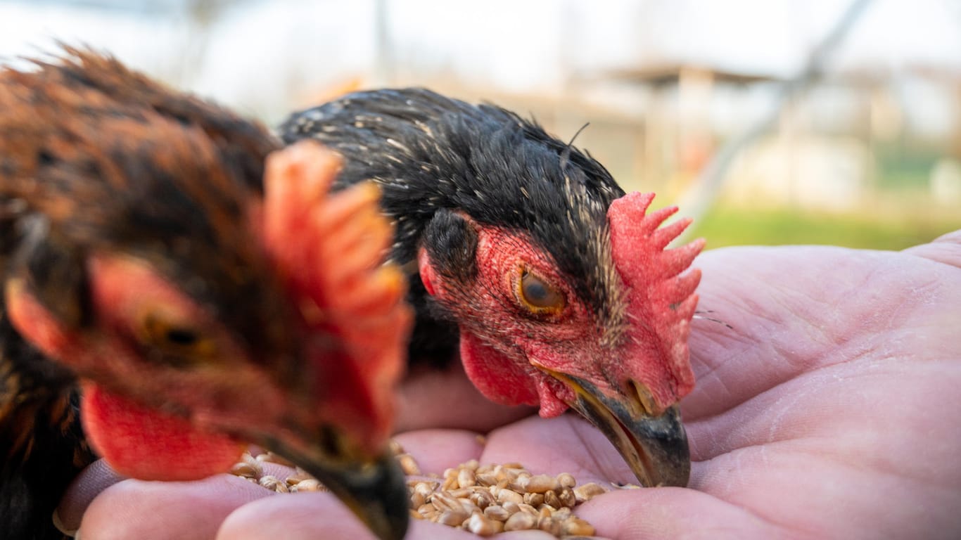 Hühner stehen in einem Gehege im Tierheim Berlin und fressen aus der Hand eines Pflegers: Im Corona-Jahr hat sich die Zahl der beherbergten Hühner in Berlin verdreifacht.