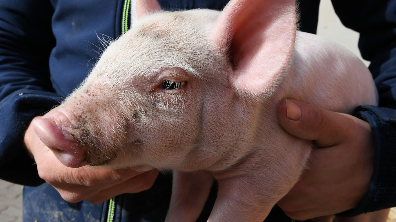 Ein Schweinezüchter hält ein Ferkel in den Händen: Die Corona-Krise hat 2020 auf breiter Front auf den Lebensmittelmarkt durchgeschlagen – dann kam noch die Afrikanische Schweinepest dazu.