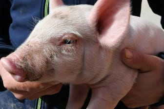 Ein Schweinezüchter hält ein Ferkel in den Händen: Die Corona-Krise hat 2020 auf breiter Front auf den Lebensmittelmarkt durchgeschlagen – dann kam noch die Afrikanische Schweinepest dazu.