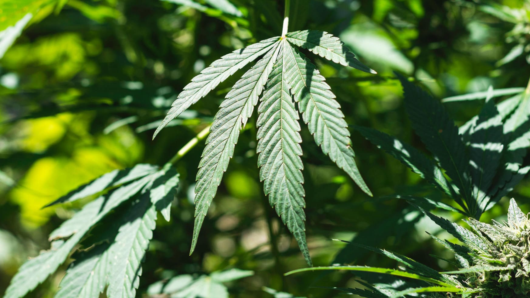 Cannabispflanze (Symbolbild): Zu Weihnachten sorgten Kekse mit Rauschmittel für einen Einsatz des Rettungsdienstes. Cannabispflanze (Symbolbild): Zu Weihnachten sorgten Kekse mit Rauschmittel für einen Einsatz des Rettungsdienstes.