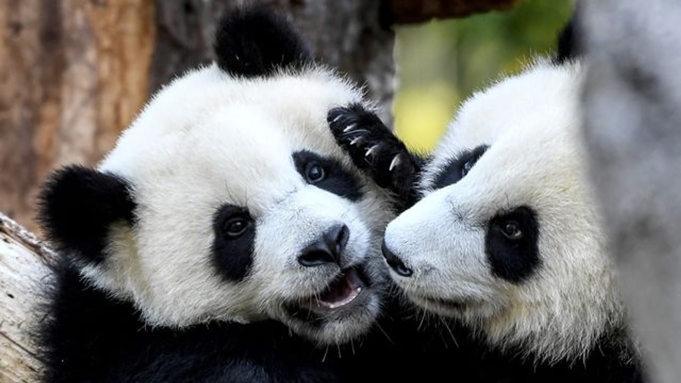 Die Pandabär-Zwillinge Pit und Paule haben ihren ersten Geburtstag gefeiert.