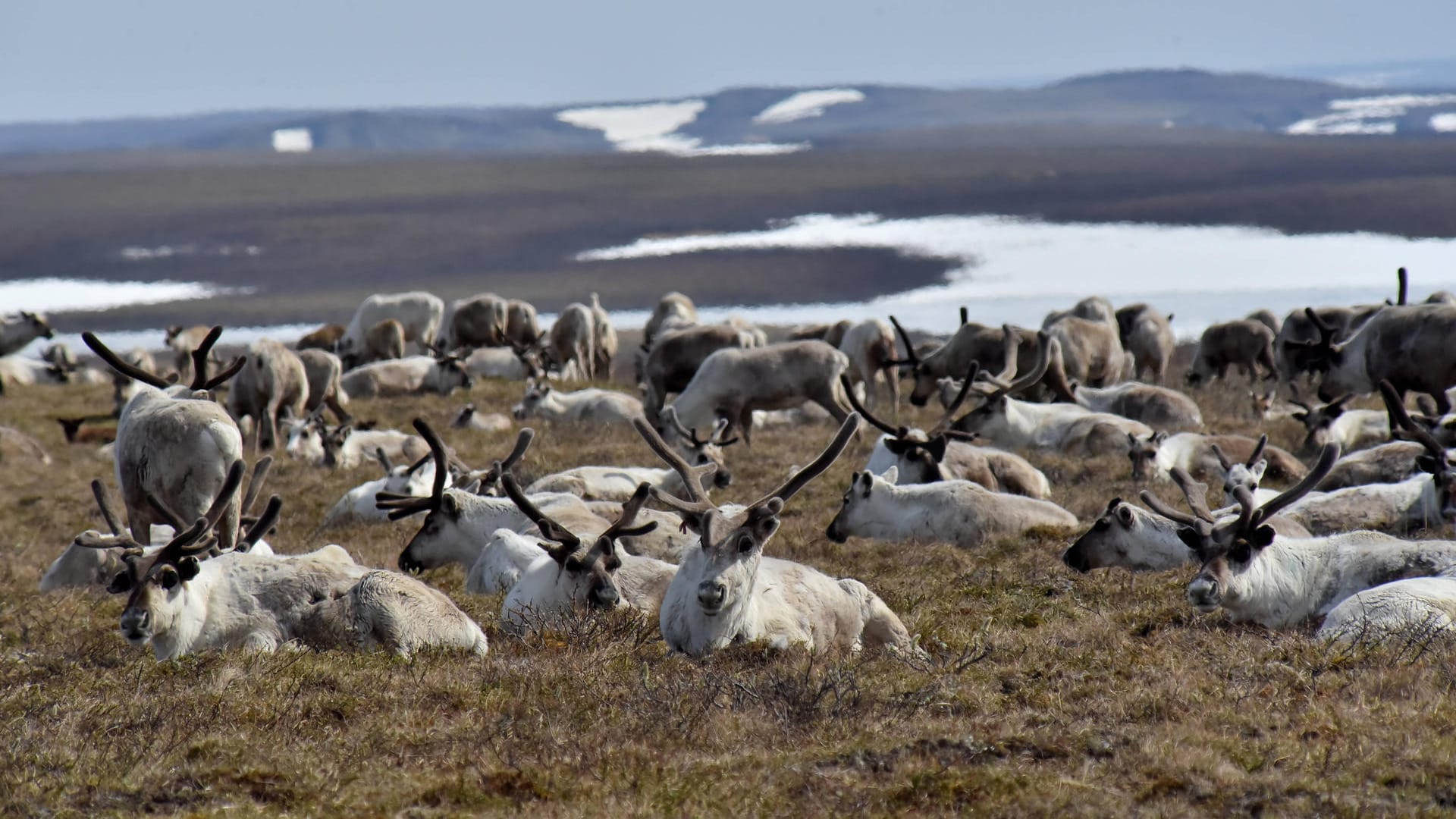 Rentiere der Taimyr-Halbinsel: Die Tiere leiden unter der Klimakrise.