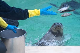 131 Tiere wurden zwischen Mitte Mai und Ende Juli in die Station in Norddeich gebracht, von Tierpflegern aufgepäppelt und später wieder ausgewildert.