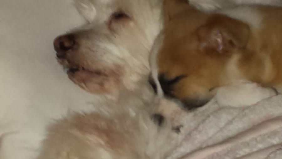"Sweety" und "Stoffl": Der Rüde hat den kleinen Welpen gut bei sich aufgenommen. "Sweety" und "Stoffl": Der Rüde hat den kleinen Welpen gut bei sich aufgenommen.
