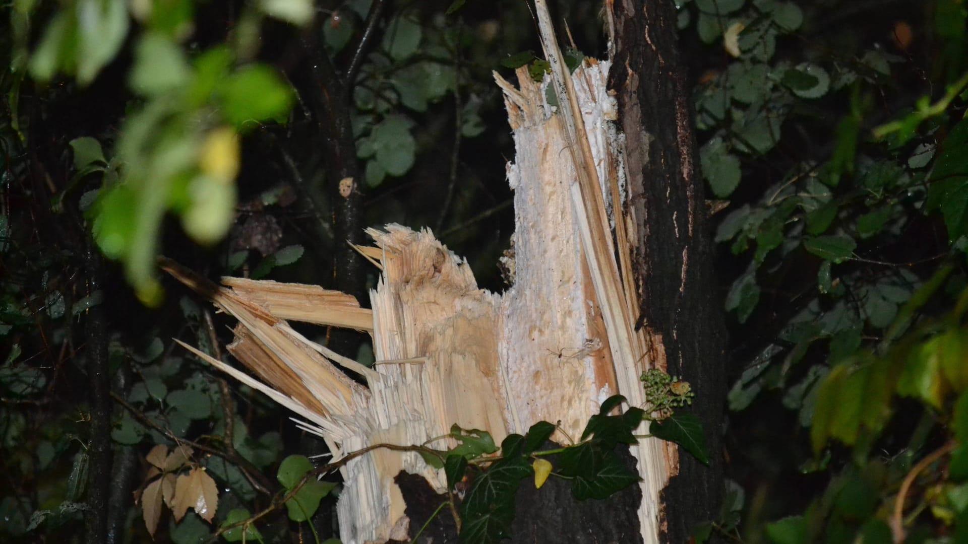 Ein Baum ist nach einem Sturm abgebroche (Symbolbild): In Hagen musste die Polizei zu 19 Einsätzen ausrücken.