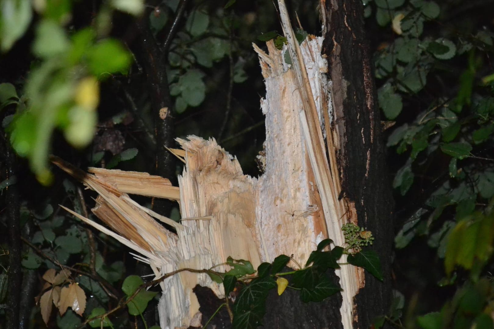 Ein Baum ist nach einem Sturm abgebroche (Symbolbild): In Hagen musste die Polizei zu 19 Einsätzen ausrücken.