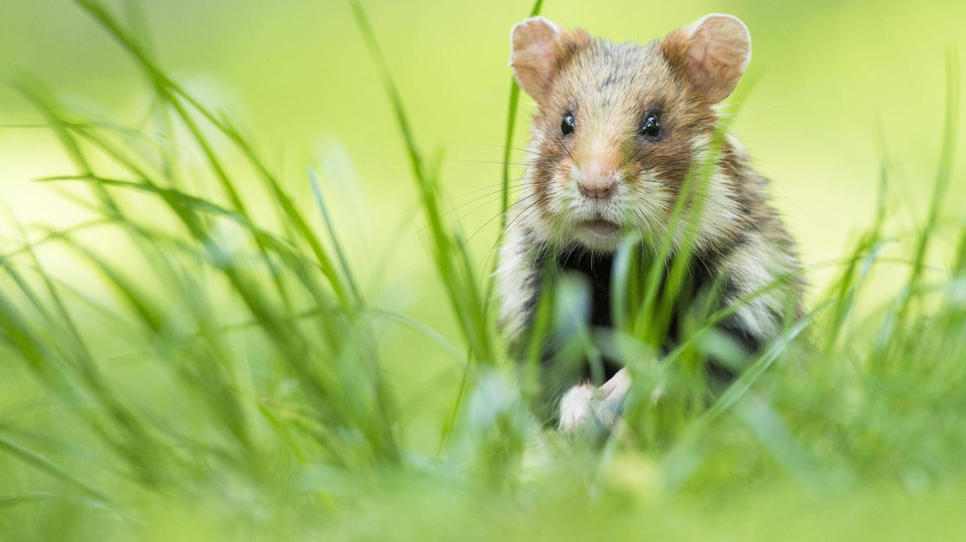 Schlechte Aussichten für den Europäischen Feldhamster: "Sein Überlebenskampf steht stellvertretend für den tausender heimischer Tiere und Pflanzen".