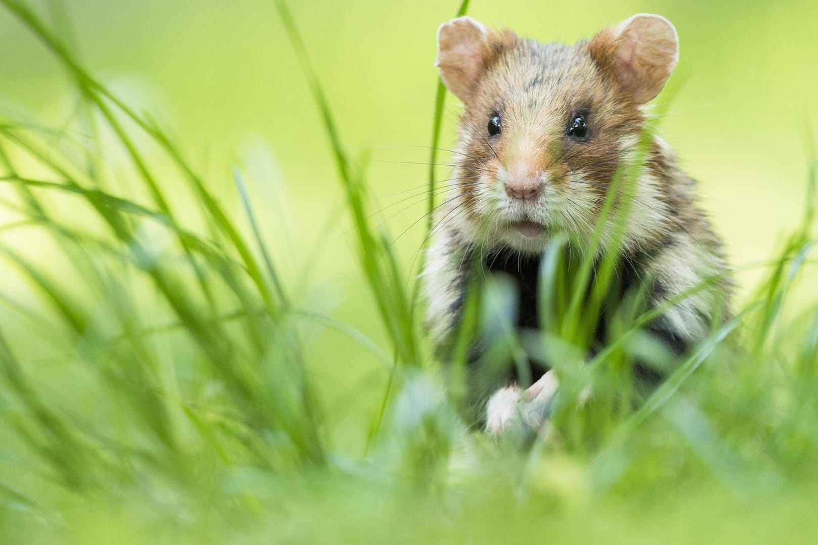 Schlechte Aussichten für den Europäischen Feldhamster: "Sein Überlebenskampf steht stellvertretend für den tausender heimischer Tiere und Pflanzen".