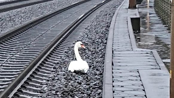 Der trauernde Schwan auf den Gleisen zwischen Kassel und Göttingen: Die Polizei konnte das Tier schließlich retten, sein Begleiter überlebte den Ausflug nicht.