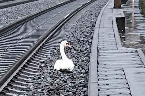 Der trauernde Schwan auf den Gleisen zwischen Kassel und Göttingen: Die Polizei konnte das Tier schließlich retten, sein Begleiter überlebte den Ausflug nicht.