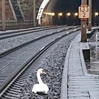 Der trauernde Schwan auf den Gleisen zwischen Kassel und Göttingen: Die Polizei konnte das Tier schließlich retten, sein Begleiter überlebte den Ausflug nicht.