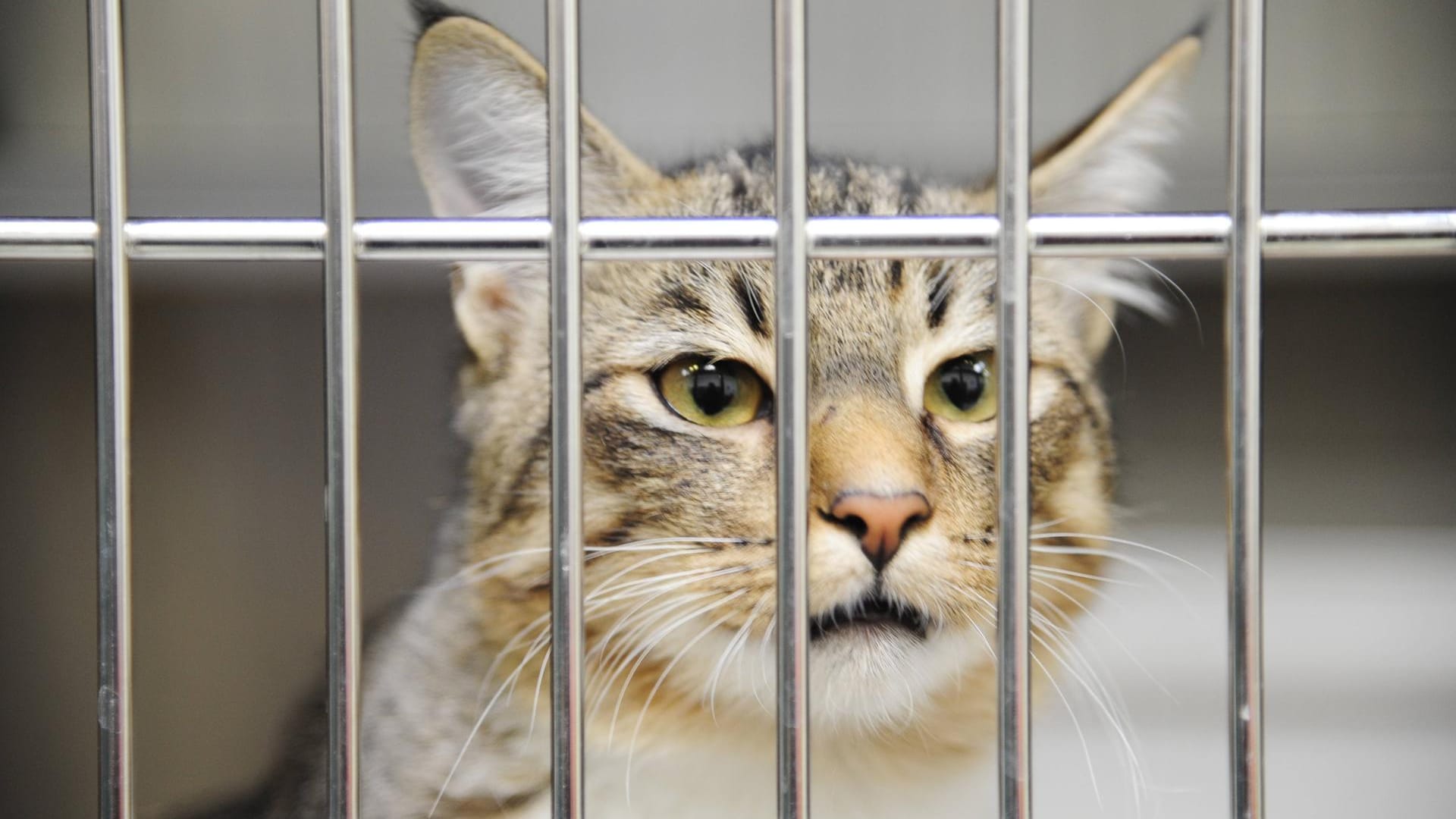Eine Katze im Berliner Tierheim (Symbolbild): Auch in diesem Jahr sind zur Weihnachtszeit wieder Tiere auf der Straße gelandet. Eine Katze im Berliner Tierheim (Symbolbild): Auch in diesem Jahr sind zur Weihnachtszeit wieder Tiere auf der Straße gelandet.