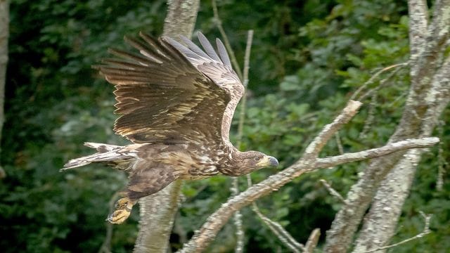 Ein junger Seeadler im Flug in Südengland.