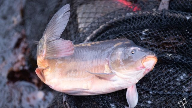 Ein lebender Karpfen liegt an einem Karpfenteich auf einem Kescher.