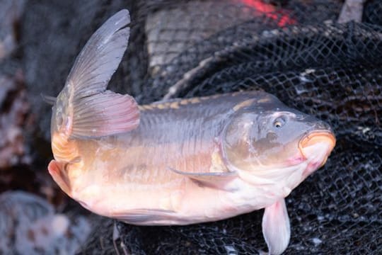 Ein lebender Karpfen liegt an einem Karpfenteich auf einem Kescher.