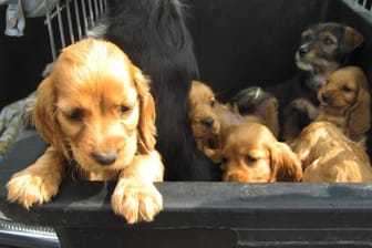 Hundewelpen: Die Tiere waren in einem viel zu engem Käfig untergebracht (Symbolbild).