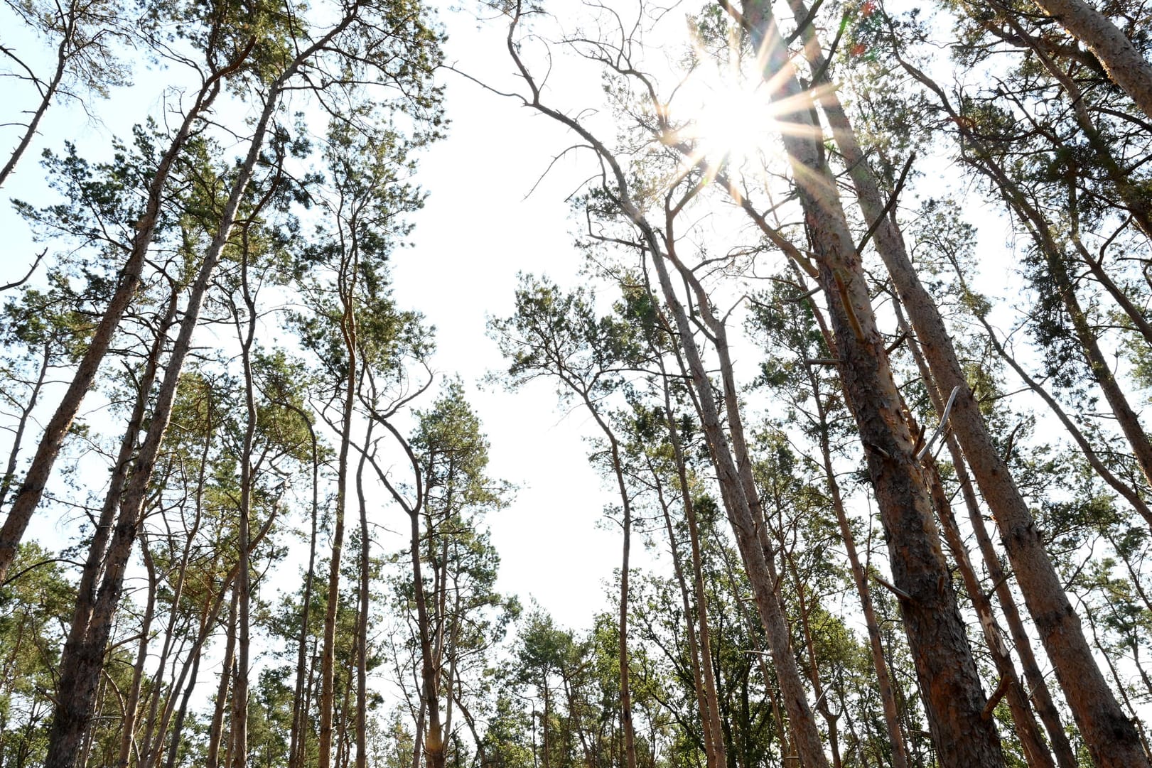 Kiefernwald in Brandenburg: Immer wieder kam es im Sommer aufgrund der Trockenheit zu Waldbränden (Symbolbild).