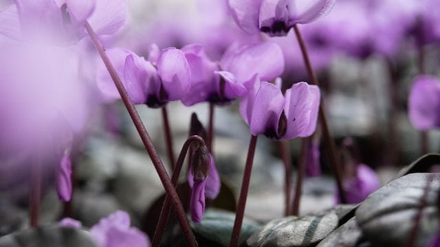 Zarte Farben schon im Dezember und Januar - das winterharte Alpenveilchen (Cyclamen coum) macht es möglich.