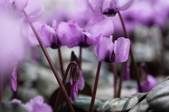 Zarte Farben schon im Dezember und Januar - das winterharte Alpenveilchen (Cyclamen coum) macht es möglich.