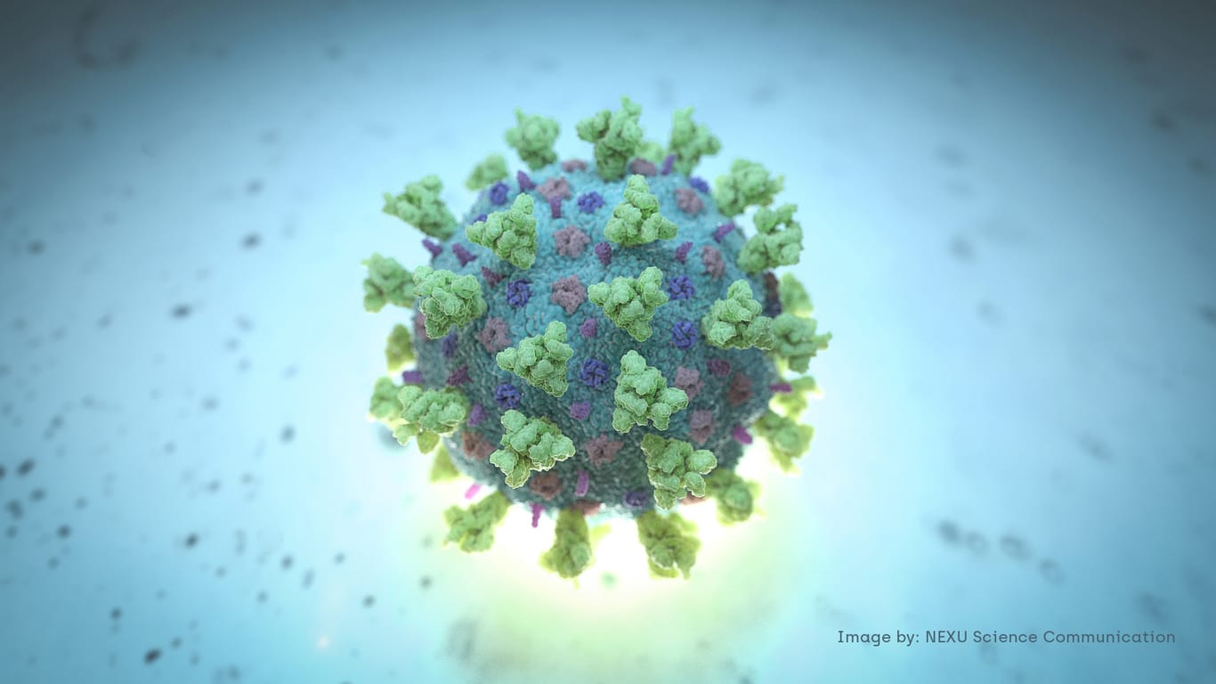 Ein Modell eines Coronavirus: Die Corona-Mutation ist laut Wissenschaftlern deutlich ansteckender als die Ursprungsform des Virus.