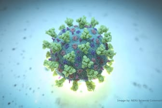 Ein Modell eines Coronavirus: Die Corona-Mutation ist laut Wissenschaftlern deutlich ansteckender als die Ursprungsform des Virus.