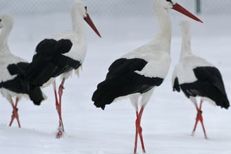 Vier Störche stehen im Schnee.