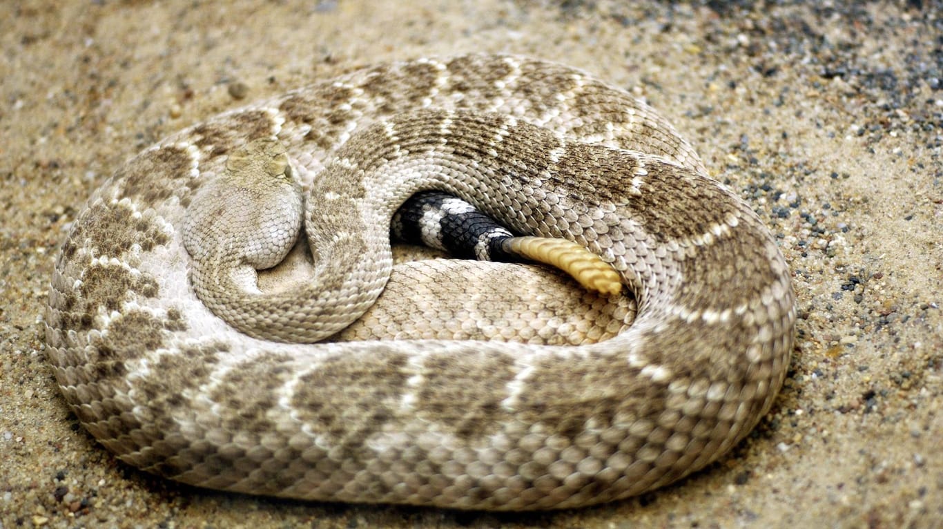 Eine eingerollte Klapperschlange (Symbolbild): Eine Frau aus Niedersachsen ist von ihrer Schlange gebissen worden.