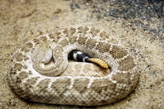 Eine eingerollte Klapperschlange (Symbolbild): Eine Frau aus Niedersachsen ist von ihrer Schlange gebissen worden.