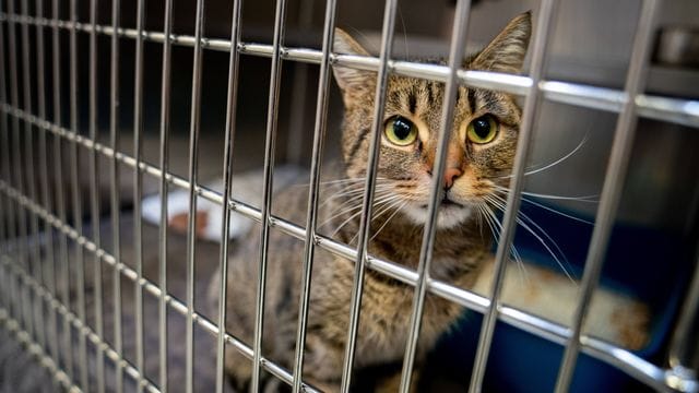 Die Pandemie droht die Finanznot der Tierheime zu verschärfen, so der Tierschutzbund.
