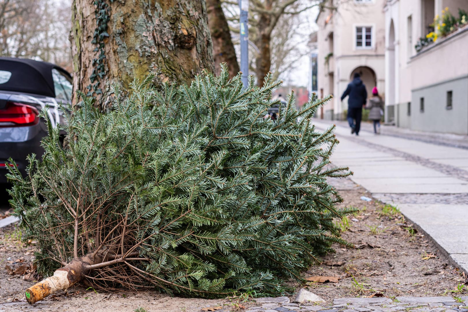 Ein Weihnachtsbaum liegt auf einem Bürgersteig (Symbolbild): In Wolfsburg werden die alten Weihnachtsbäume in den kommenden Wochen eingesammelt.