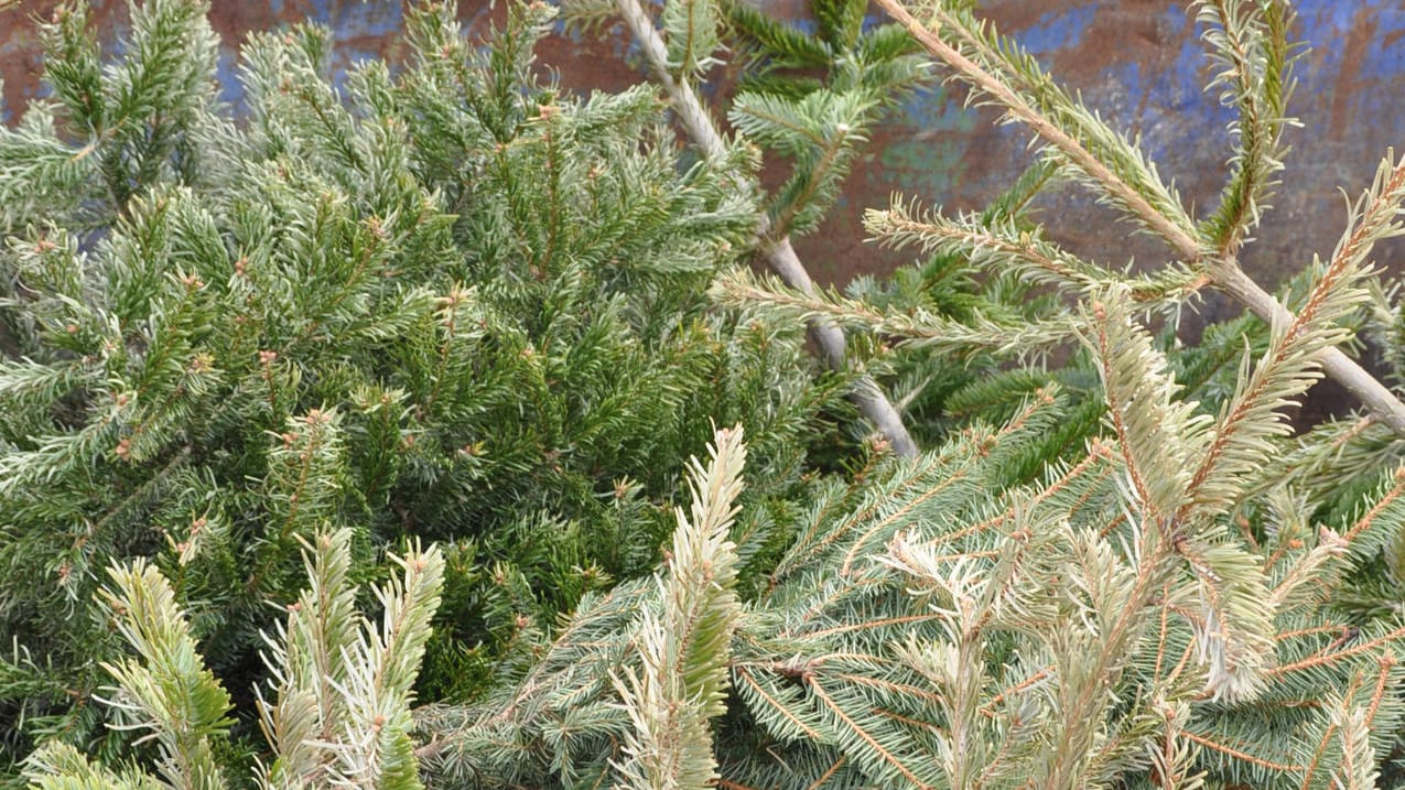 Vertrocknete Weihnachtsbäume liegen auf der Straße (Archivbild): In Frankfurt werden wieder die Bäume abgeholt. Vertrocknete Weihnachtsbäume liegen auf der Straße (Archivbild): In Frankfurt werden wieder die Bäume abgeholt.