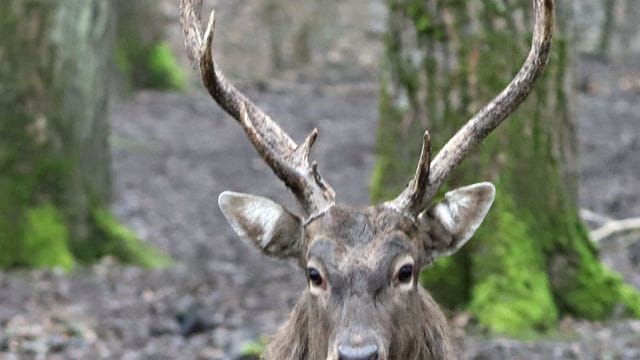 Ein Sikahirsch steht im Gehege: Er war neben sechs anderen Sikahirschen an Silvester entkommen.