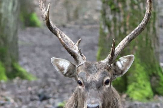 Ein Sikahirsch steht im Gehege: Er war neben sechs anderen Sikahirschen an Silvester entkommen.