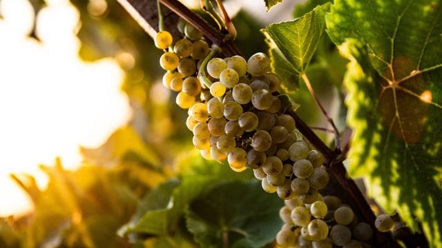 Weinrebe: Bei der Wahl eines alkoholfreien Weines kommt es auch auf die Rebsorte an. (Quelle: Swen Pförtner/dpa-tmn)