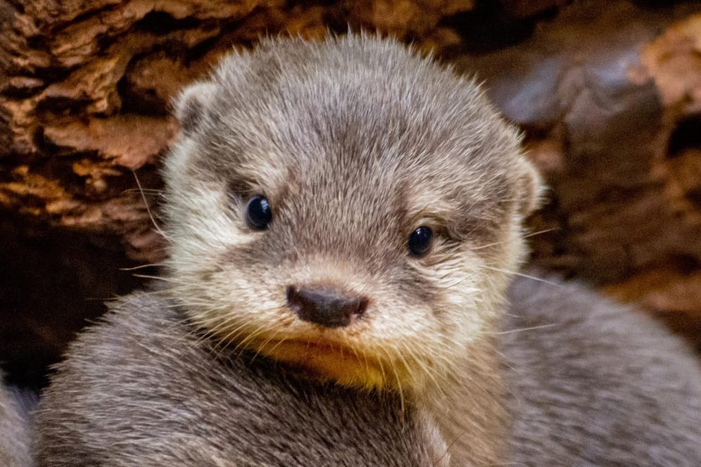 Zwergotter im Zoo Dortmund: Fünf Junge sind zur Welt gekommen.