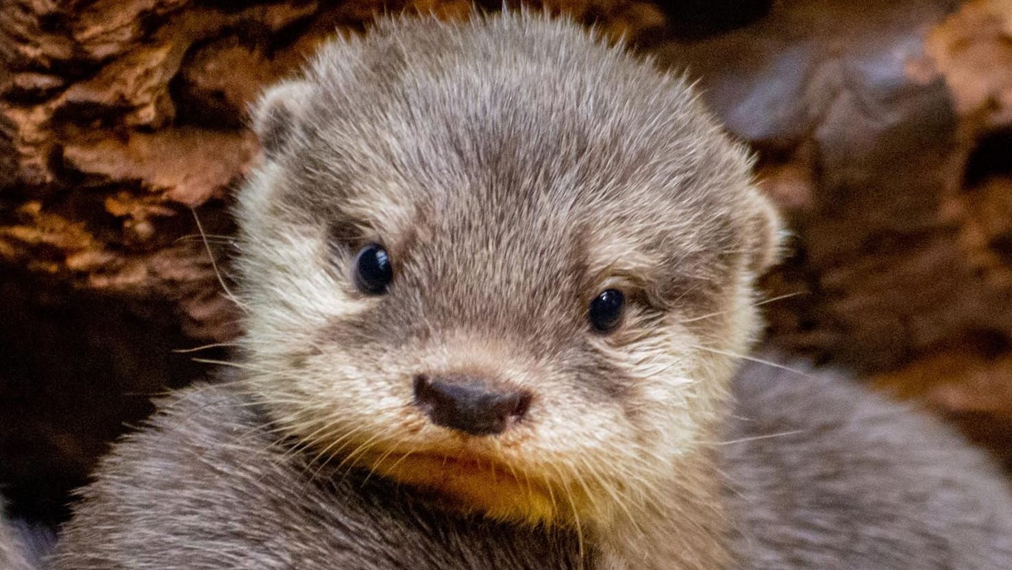 Zwergotter im Zoo Dortmund: Fünf Junge sind zur Welt gekommen. Zwergotter im Zoo Dortmund: Fünf Junge sind zur Welt gekommen.