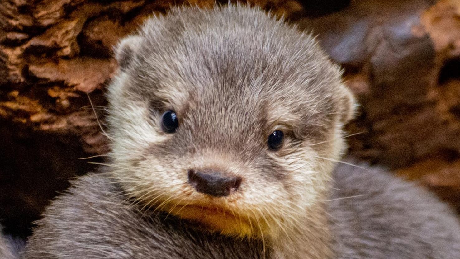 Zwergotter im Zoo Dortmund: Fünf Junge sind zur Welt gekommen. Zwergotter im Zoo Dortmund: Fünf Junge sind zur Welt gekommen.