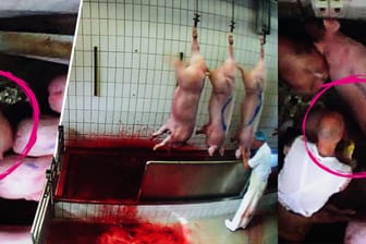 Tierquälerei: Mitarbeiter im Schlachtbetrieb der Färber-Schlachterei in Neuruppin schlagen die Schweine blutig und betäuben sie nicht sachgemäß.