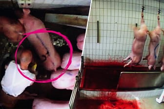 Tierquälerei: Mitarbeiter im Schlachtbetrieb der Färber-Schlachterei in Neuruppin schlagen die Schweine blutig und betäuben sie nicht sachgemäß.