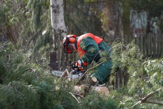Ein Mitarbeiter beschneidet einen umgestürzten Baum (Symbolbild): In Hagen-Hohenlimburg ist die Hohenlimburger Straße wegen Baumfällarbeiten voll gesperrt.