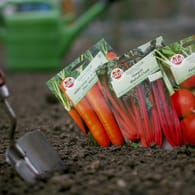 Samen-Tütchen: Darauf steht, wann die Pflanzen am besten ausgesät werden.