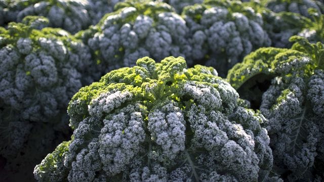 Eine alte Gartenweisheit besagt, dass Grünkohl für den milden Geschmack Frost brauche.