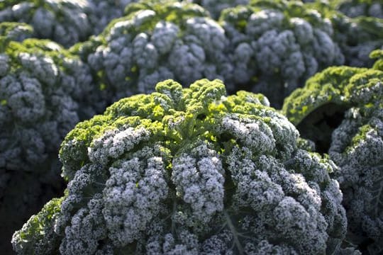 Eine alte Gartenweisheit besagt, dass Grünkohl für den milden Geschmack Frost brauche.